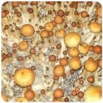 Псилоцибиновые (галлюциногенные)  грибы Psilocybin "Golden Teacher" в Котельниково
