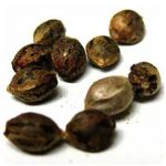 Семена марихуаны АК-47  (Seeds AK-47) в Котельниково